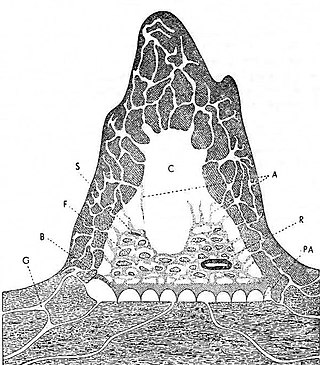 <span class="mw-page-title-main">Macrotermitinae</span> Subfamily of termites