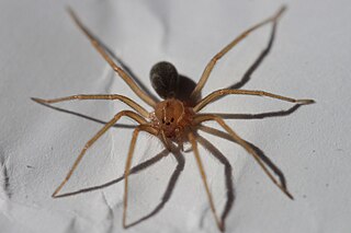 <span class="mw-page-title-main">Recluse spider</span> Group of venoumous spiders