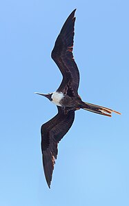 Ino dumfluge, Galapagoj