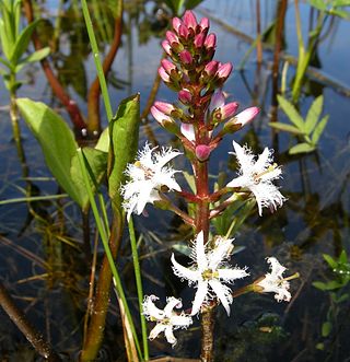 <i>Menyanthes</i> Genus of flowering plants