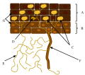 In this mutualism, fungal hyphae (E) increase the surface area of the root and uptake of key nutrients while the plant supplies the fungi with fixed carbon (A=root cortex, B=root epidermis, C=arbuscle, D=vesicle, F=root hair, G=nuclei).