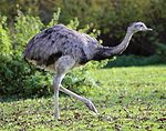 Rhea americana NT - near threatened (nai bi trüüwet)