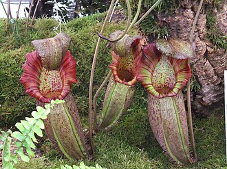 Nepenthes 'Helen' from the Borneo Exotics display at the 2011 Chelsea Flower Show Nepenthes 'Helen'.jpg