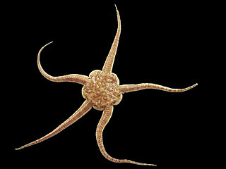 <span class="mw-page-title-main">Brittle star</span> Echinoderms, closely related to starfish