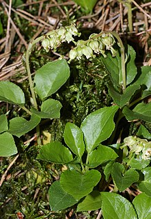 <i>Orthilia</i> Genus of flowering plants in the heath family Ericaceae