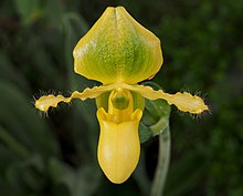 Paphiopedilum Pinocchio, hybrid of Paphiopedilum primulinum x Paphiopedilum glaucophyllum Paphiopedilum Pinocchio (yellow).jpg