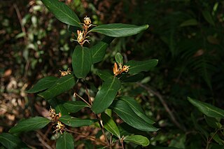 <i>Persoonia laurina</i> Species of shrub