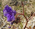 Phacelia minor