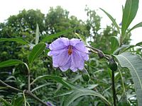 Solanum aviculare