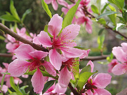 Dygioji slyva (Prunus spinosa)