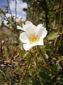 Rosa abietina