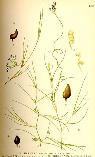 <i>Ruppia</i> Genus of aquatic plants