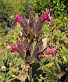 Salvia spathacea