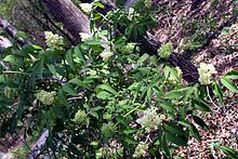 Sambucus pubens habit Sambucus pubens habit.jpg