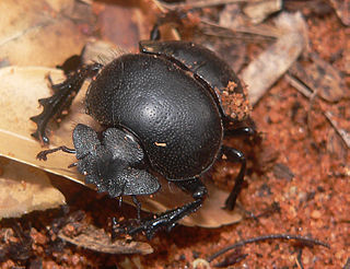 <span class="mw-page-title-main">Dung beetle</span> Informal group of insects