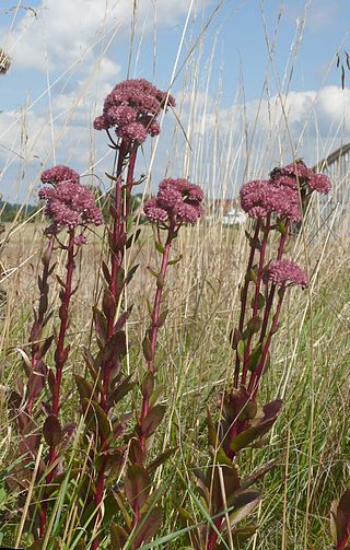 <i>Hylotelephium telephium</i> Species of genus Hylotelephium, in the family Crassulaceae (stonecrop family)