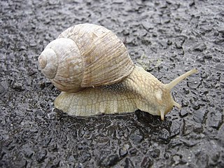 <span class="mw-page-title-main">Snail</span> Shelled gastropod