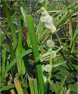 <i>Sparganium emersum</i> Species of flowering plant