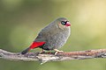 Beautiful Firetail male