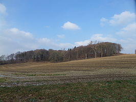 Het bos gezien vanuit het Geleenbeekdal