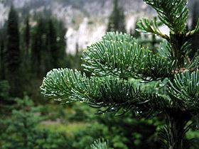 Abies lasiocarpa