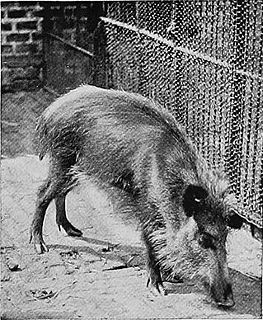 Javan warty pig species of mammal