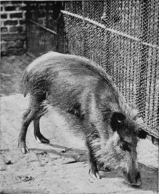 <span class="mw-page-title-main">Javan warty pig</span> Species of mammal