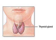 The thyroid gland located within the neck