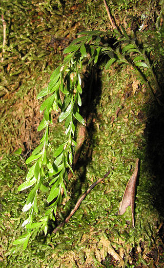 <i>Tmesipteris</i> Genus of ferns in the family Psilotaceae