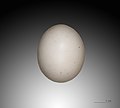   egg