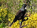 Tui on a flax bush.