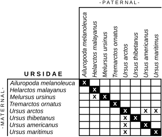 <span class="mw-page-title-main">Ursid hybrid</span> Bear hybrids