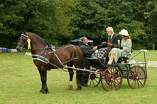 <span class="mw-page-title-main">Driving (horse)</span> Use of horses to pull vehicles or other equipment