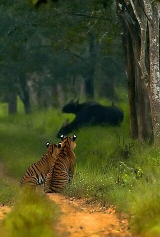 <span class="mw-page-title-main">Bhadra Wildlife Sanctuary</span> Protected area and tiger reserve in Karnataka, India