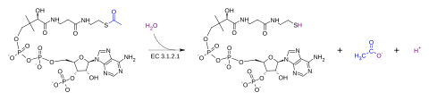 Acetyl-CoA hydrolase.svg