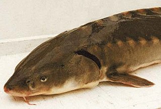 <span class="mw-page-title-main">Shortnose sturgeon</span> Species of fish