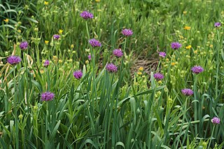 <i>Allium validum</i> Species of flowering plant