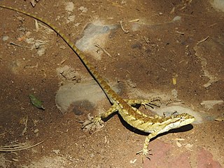 <i>Anisolepis grilli</i> Species of lizard