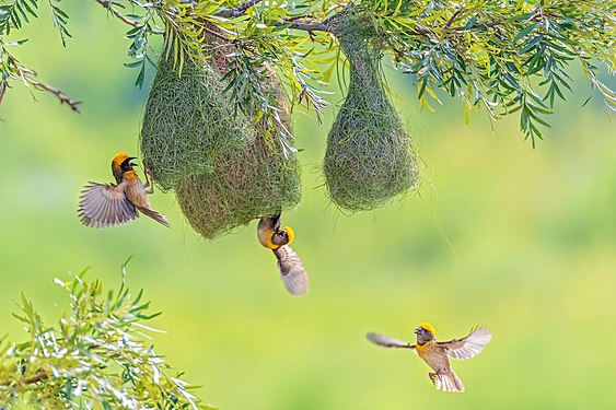 Nepal: Bayawever-zangvogels