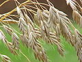 Розень лугатикше (Bromus secalinus)