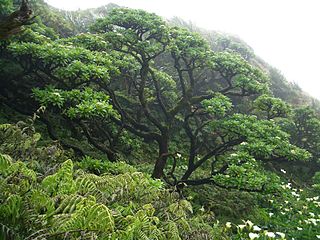 <span class="mw-page-title-main">Saint Helena scrub and woodlands</span>