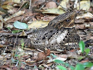 <span class="mw-page-title-main">Chuck-will's-widow</span> Species of bird