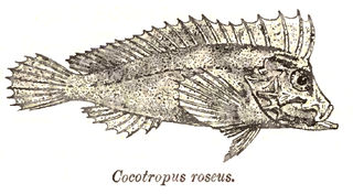 <span class="mw-page-title-main">Velvetfish</span> Family of fishes