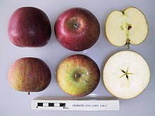 Crimson Cox Cross section of Crimson Cox, National Fruit Collection (acc. 1957-238).jpg