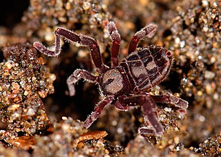 Ricinulei Order of spider-like animals