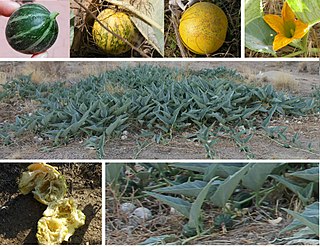 <i>Cucurbita foetidissima</i> North American species of gourd