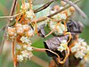 Cuscuta campestris.jpeg