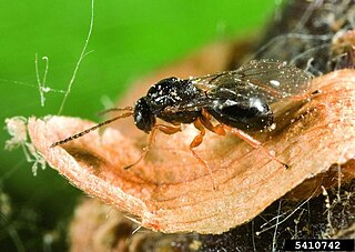 <i>Dryocosmus kuriphilus</i> Species of wasp