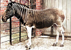 Quagga