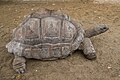 アルダブラゾウガメ Geochelone gigantea